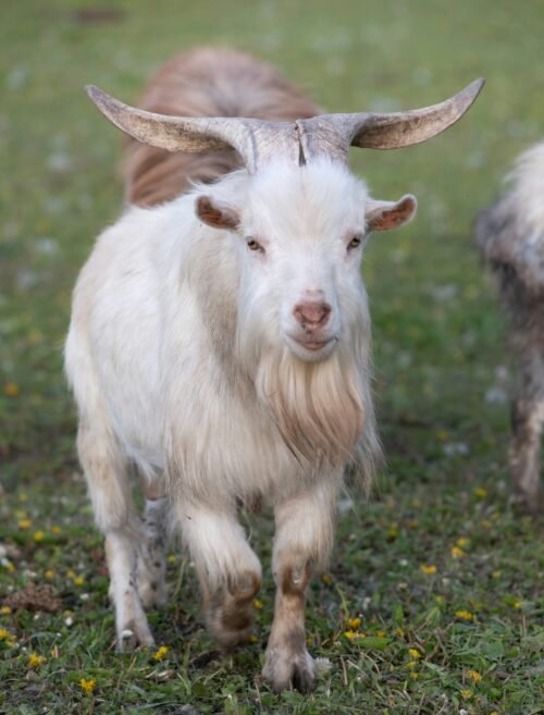 Cashmere Goat in Grassland - Source of Premium Cashmere Fiber
